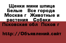 Щенки мини шпица Белые - Все города, Москва г. Животные и растения » Собаки   . Псковская обл.,Псков г.
